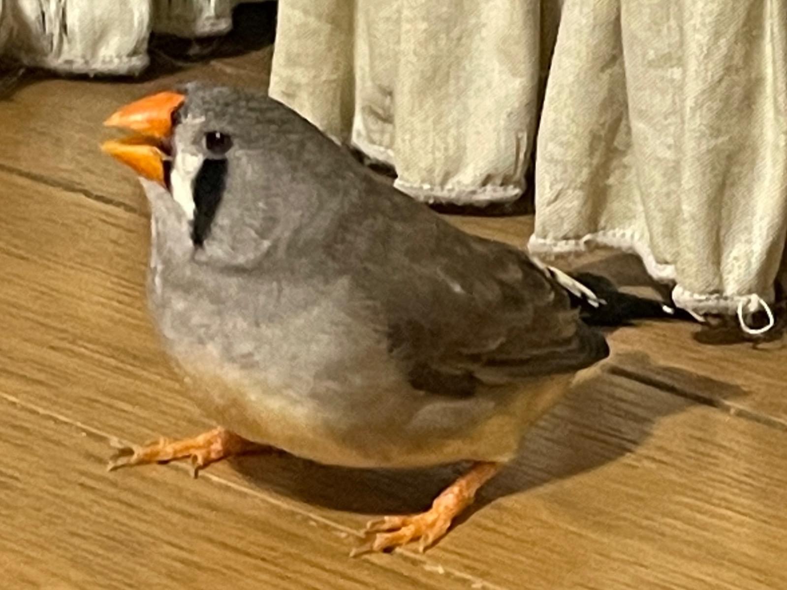 まめちゃん まめちゃん
