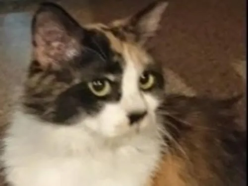 三毛猫(長毛)を探してます
