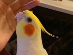 ピノちゃん ピノちゃん