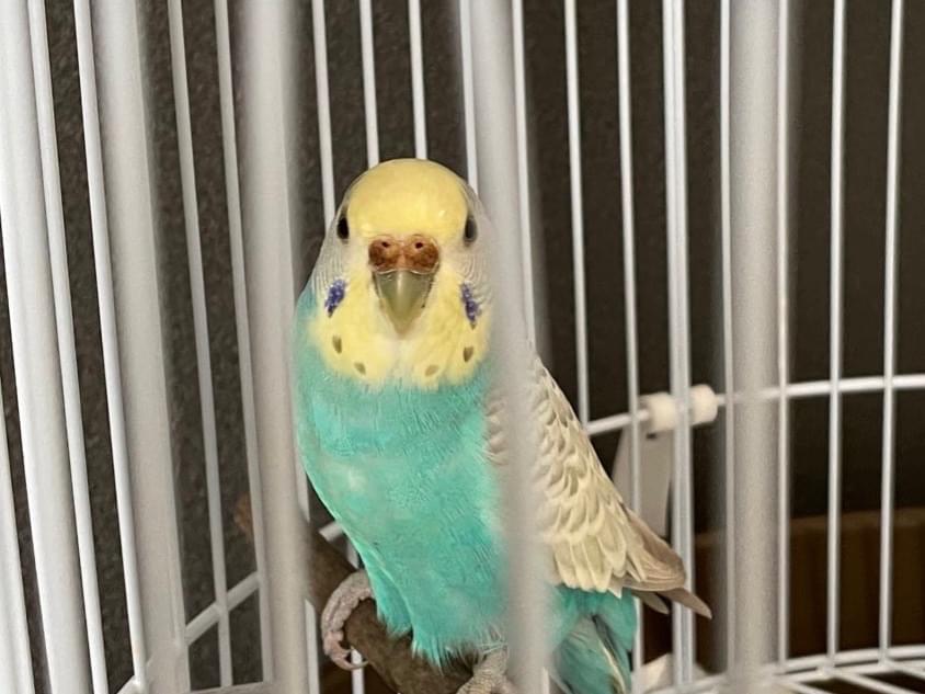保護された鳥 保護された鳥