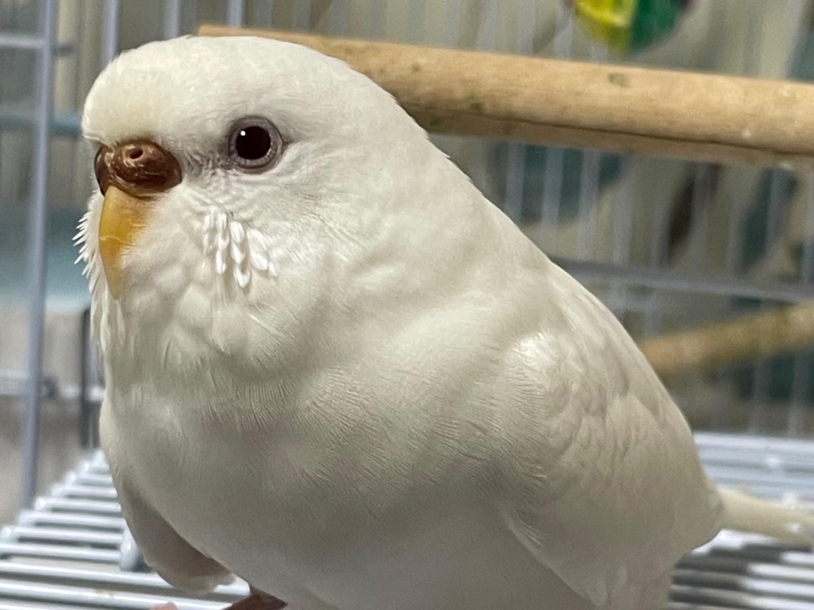 ふーちゃん ふーちゃん