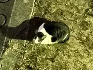 キジ白猫ちゃんを目撃しました