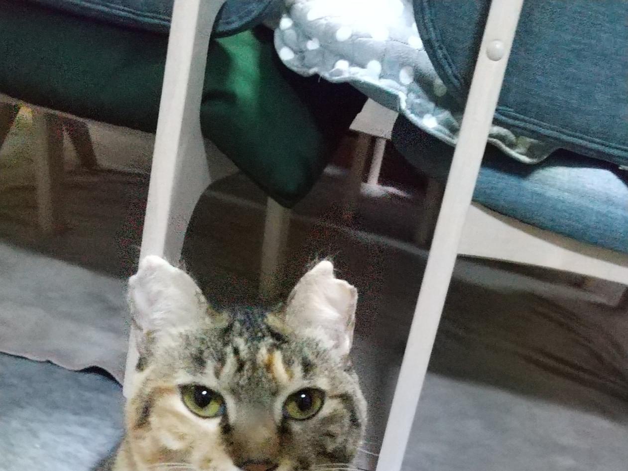 はなちゃん はなちゃん