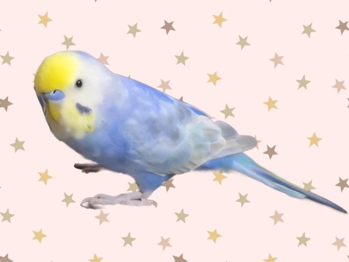 ロッピーちゃん