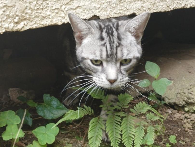 目撃された猫 目撃された猫