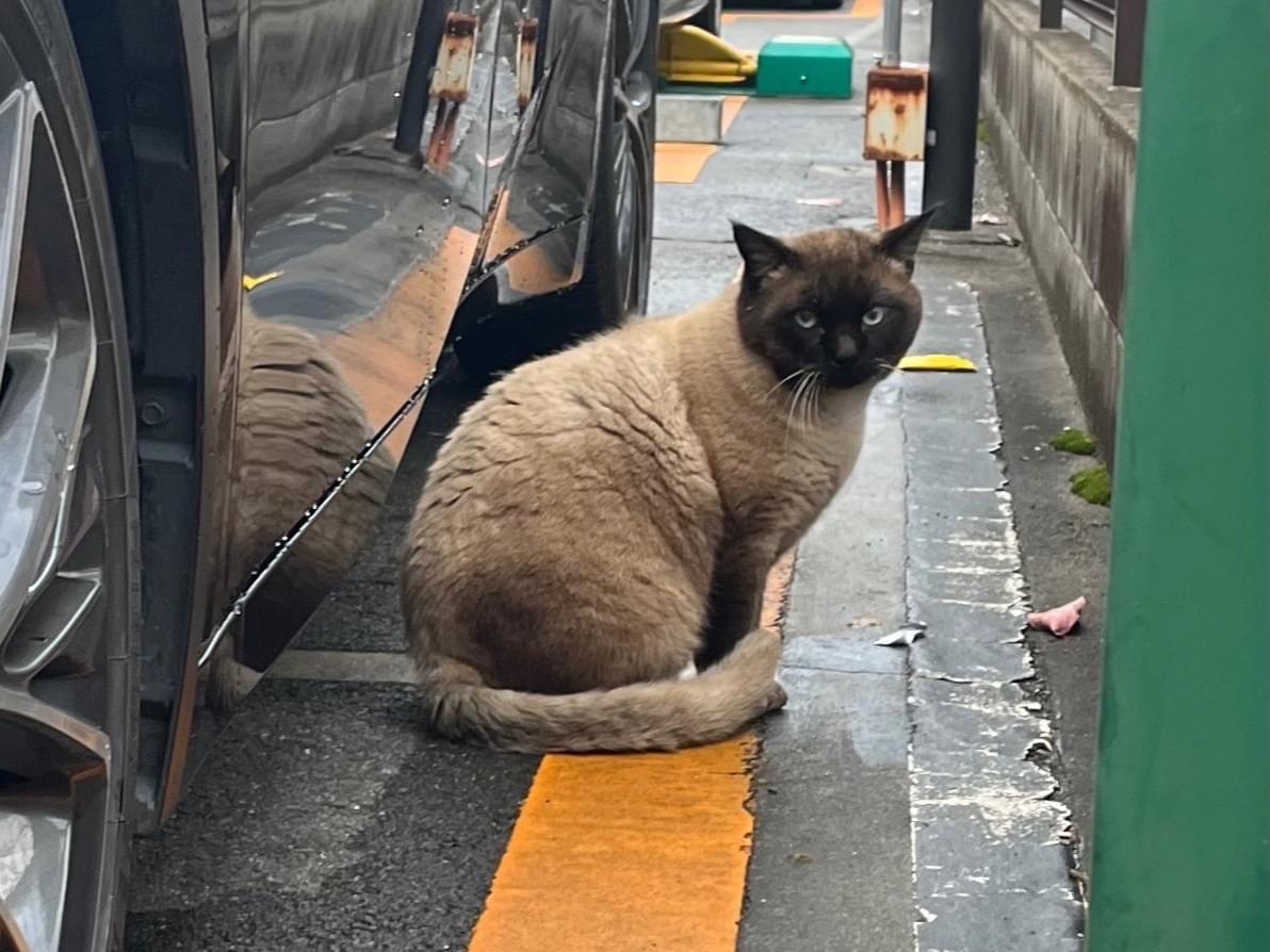目撃された猫 目撃された猫