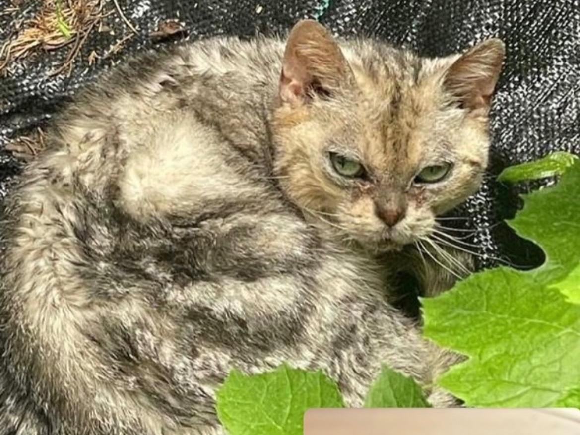 保護された猫 保護された猫