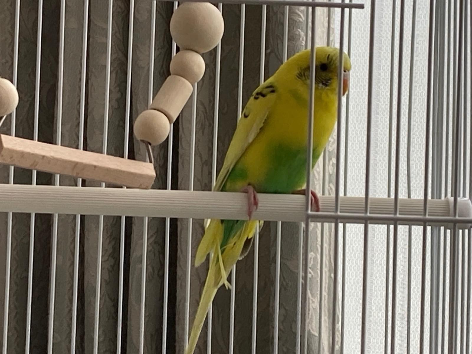 保護された鳥 保護された鳥