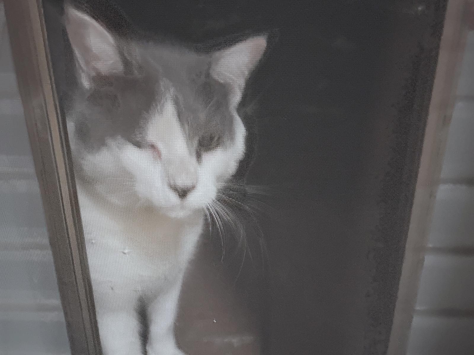 目撃された猫 目撃された猫