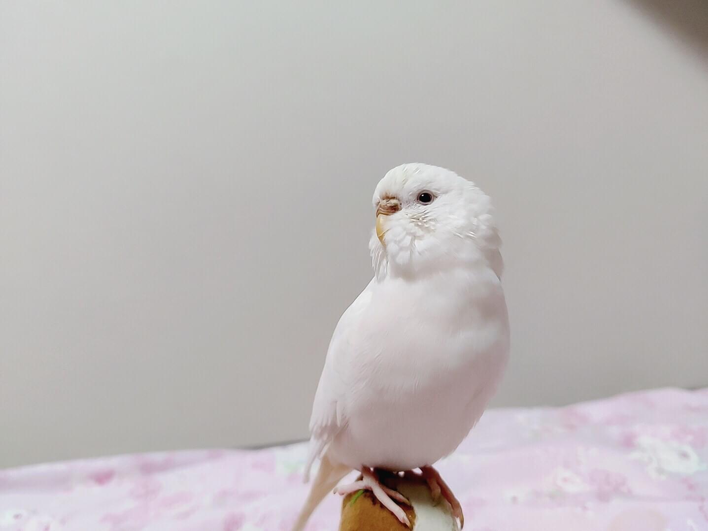 いんいんちゃん いんいんちゃん