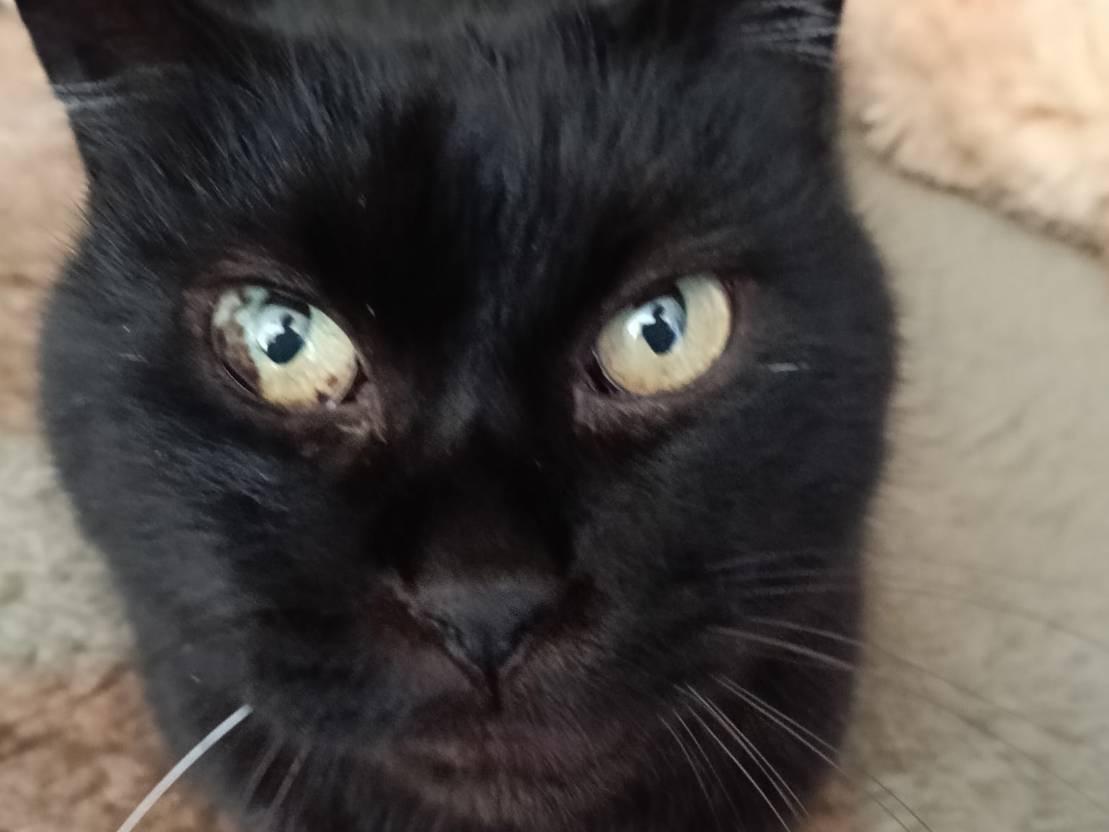 クロちゃん クロちゃん