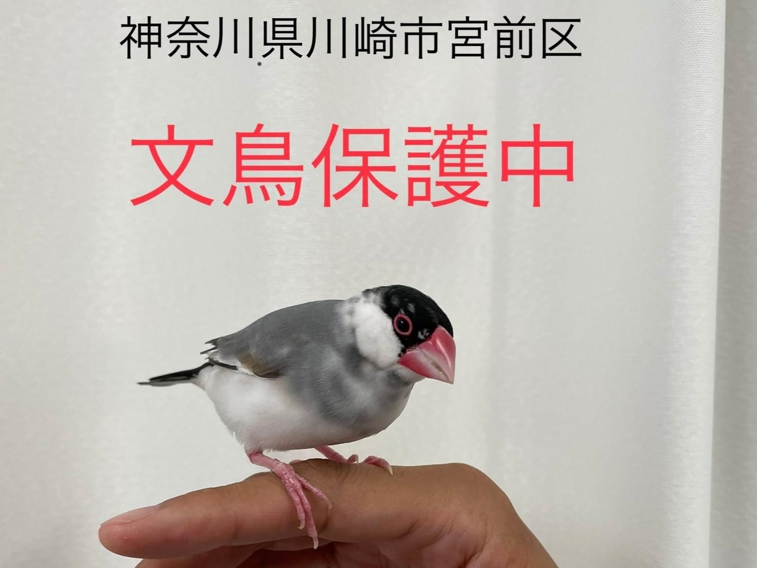 保護された鳥 保護された鳥