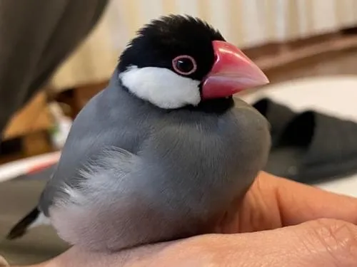 手乗り桜文鳥のぴすけ(ぴいちゃん)を探しています