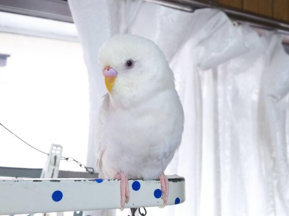 ふうちゃん ふうちゃん