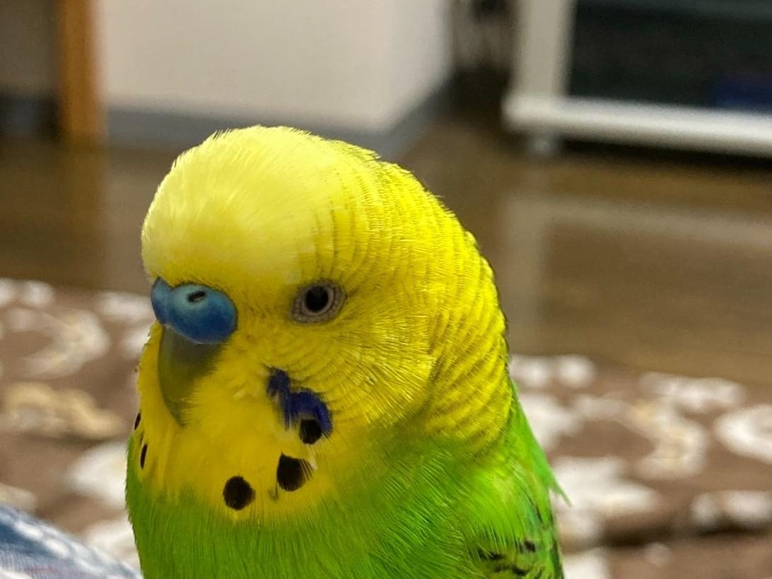 ぐっちゃん ぐっちゃん