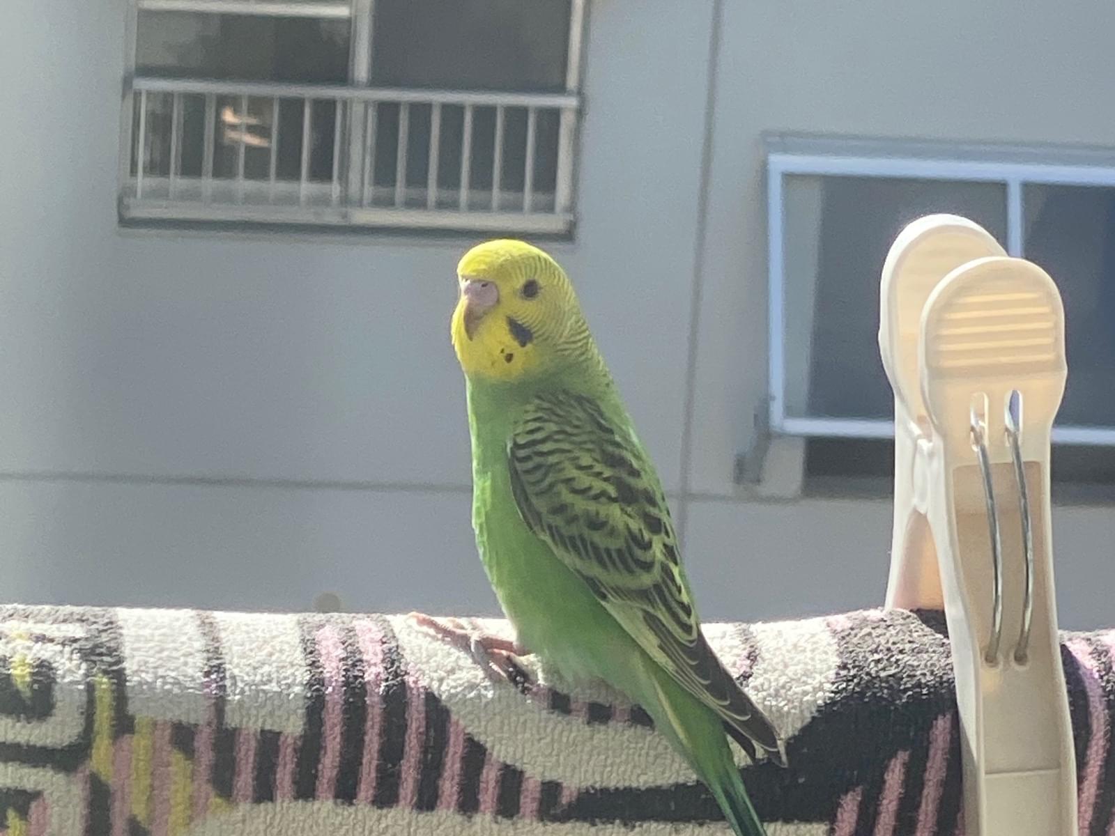 保護された鳥 保護された鳥