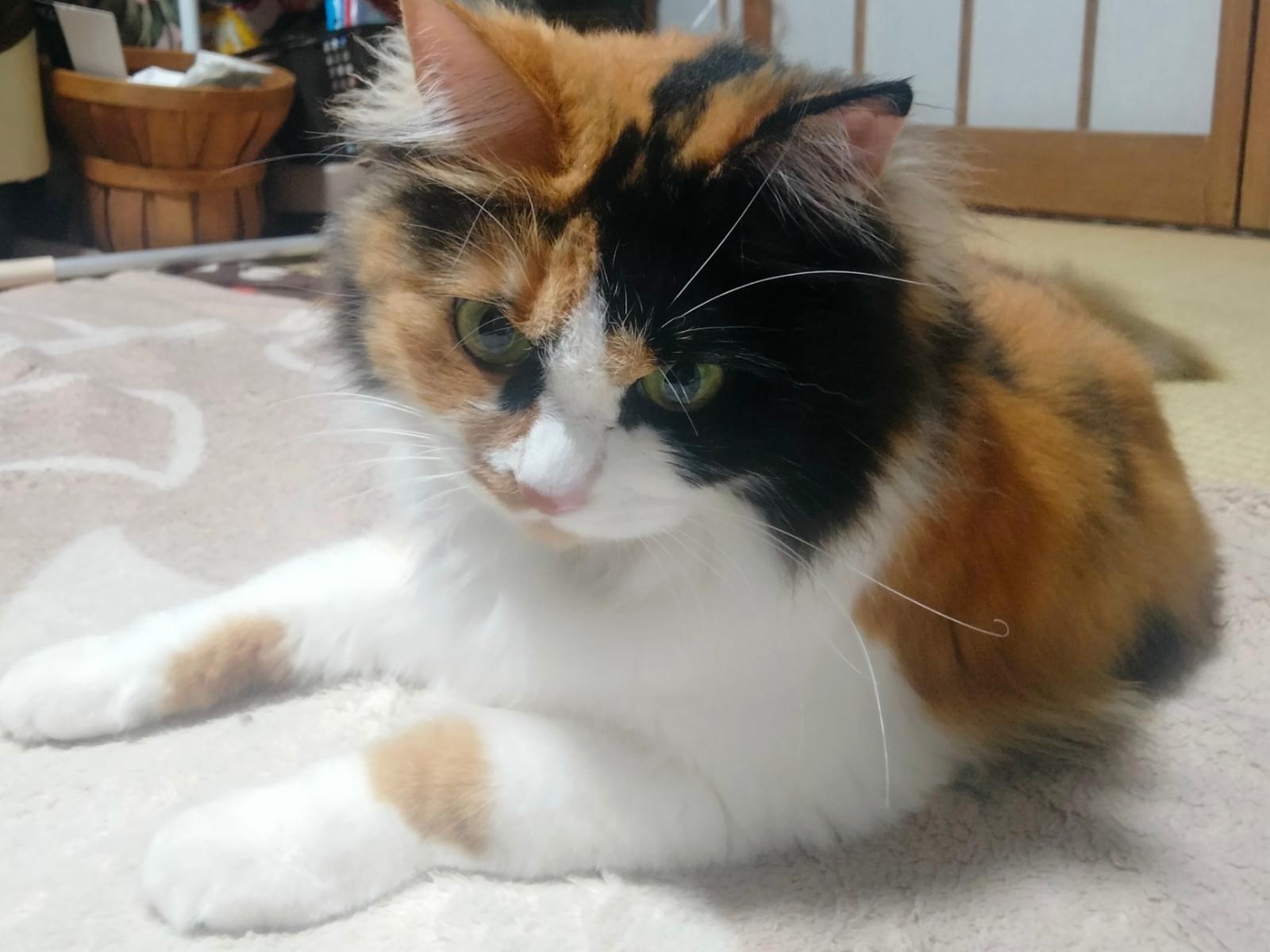 ミケちゃん ミケちゃん
