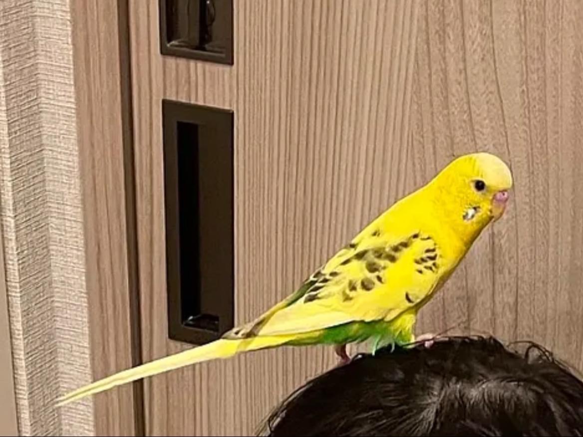 るるちゃん るるちゃん
