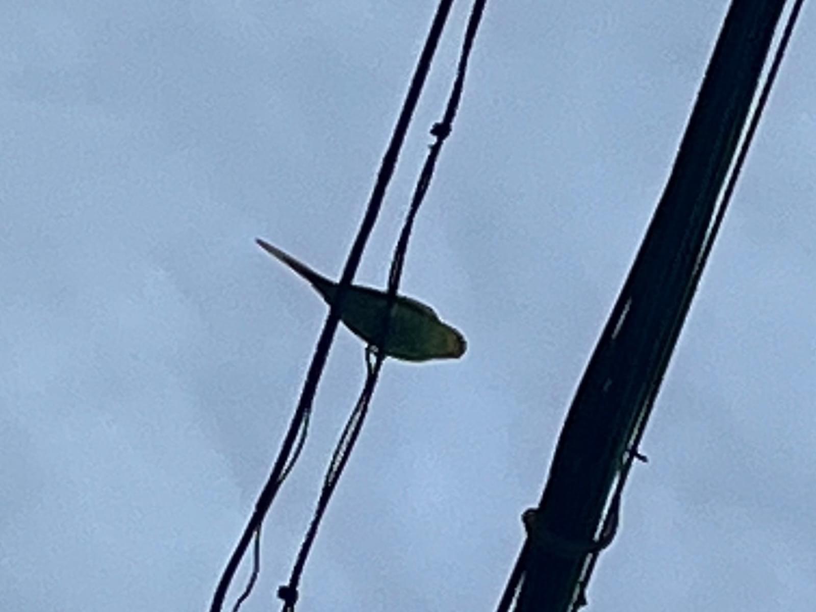 目撃された鳥 目撃された鳥