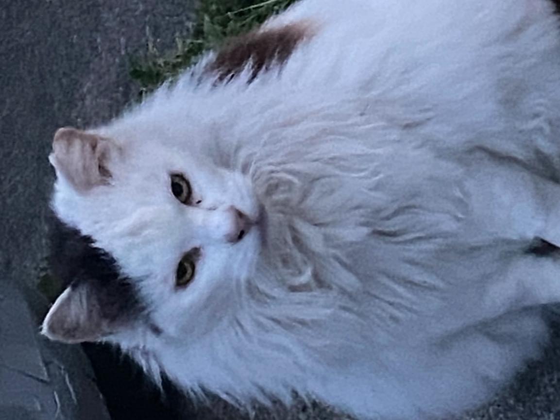 目撃された猫