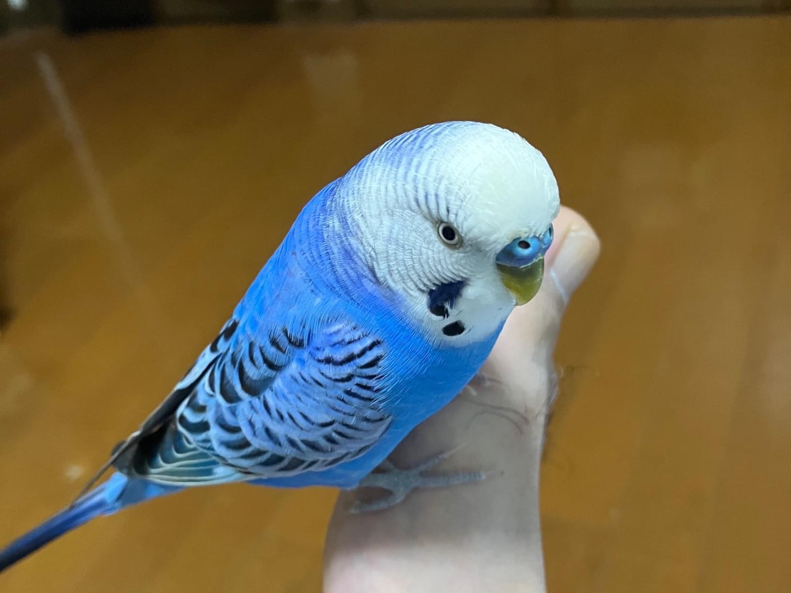保護された鳥