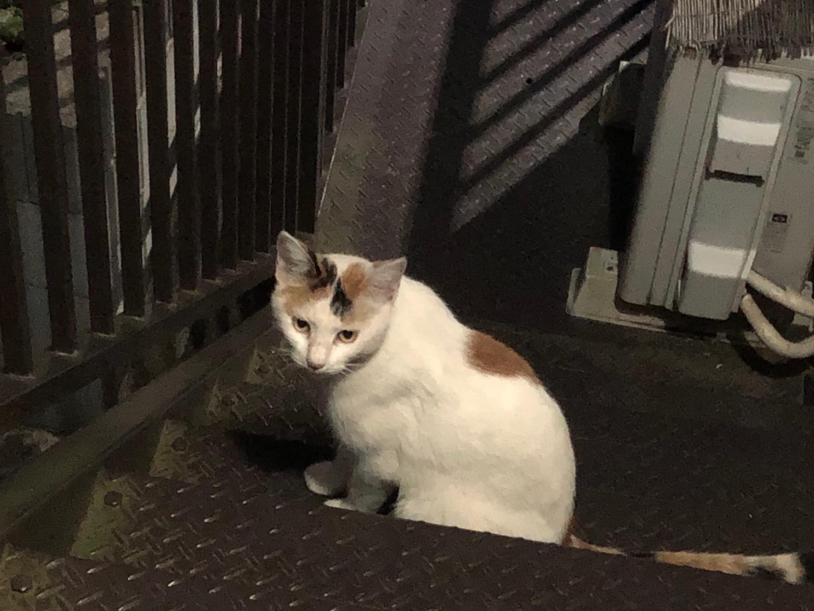 目撃された猫 目撃された猫