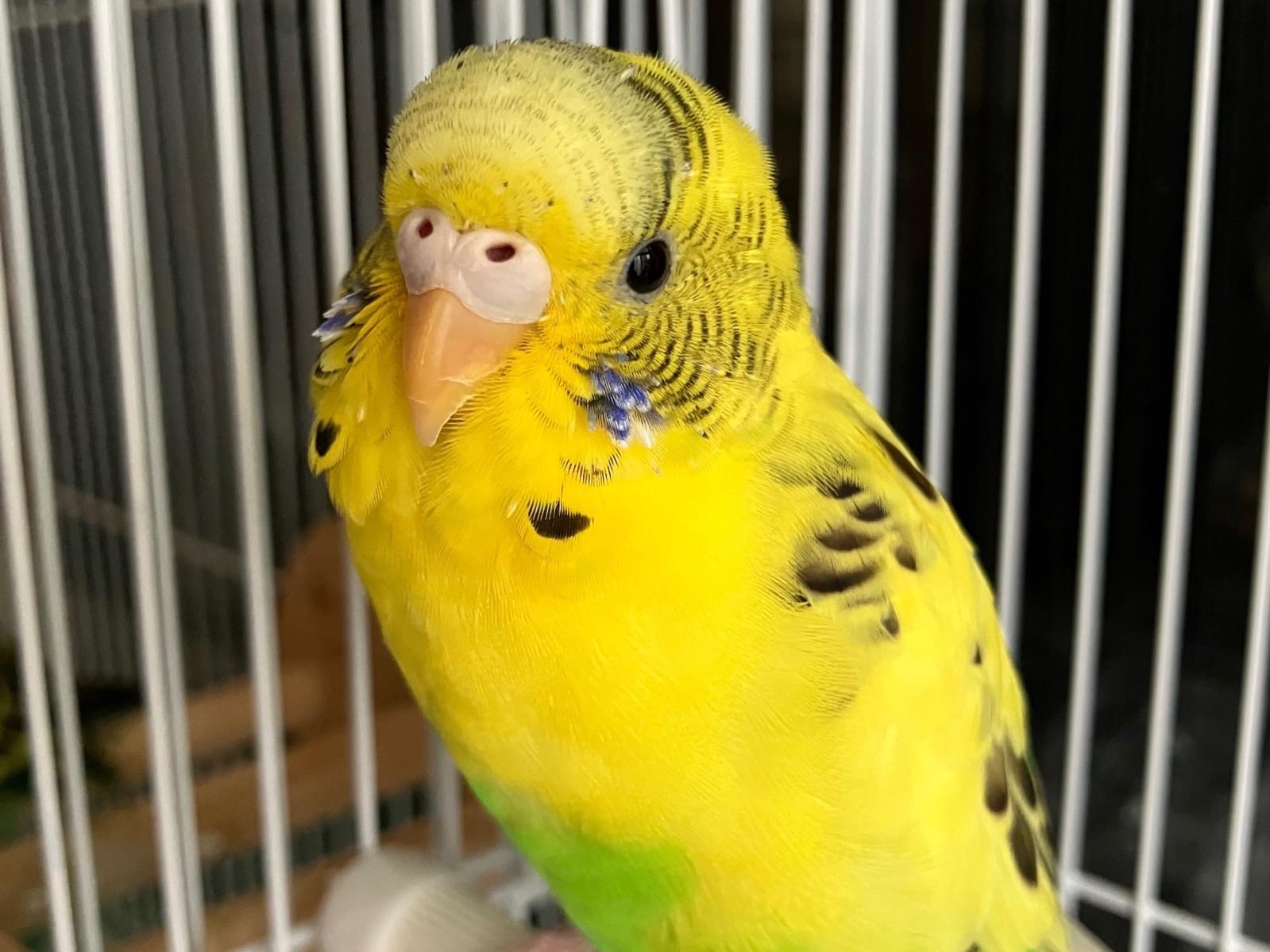 保護された鳥 保護された鳥