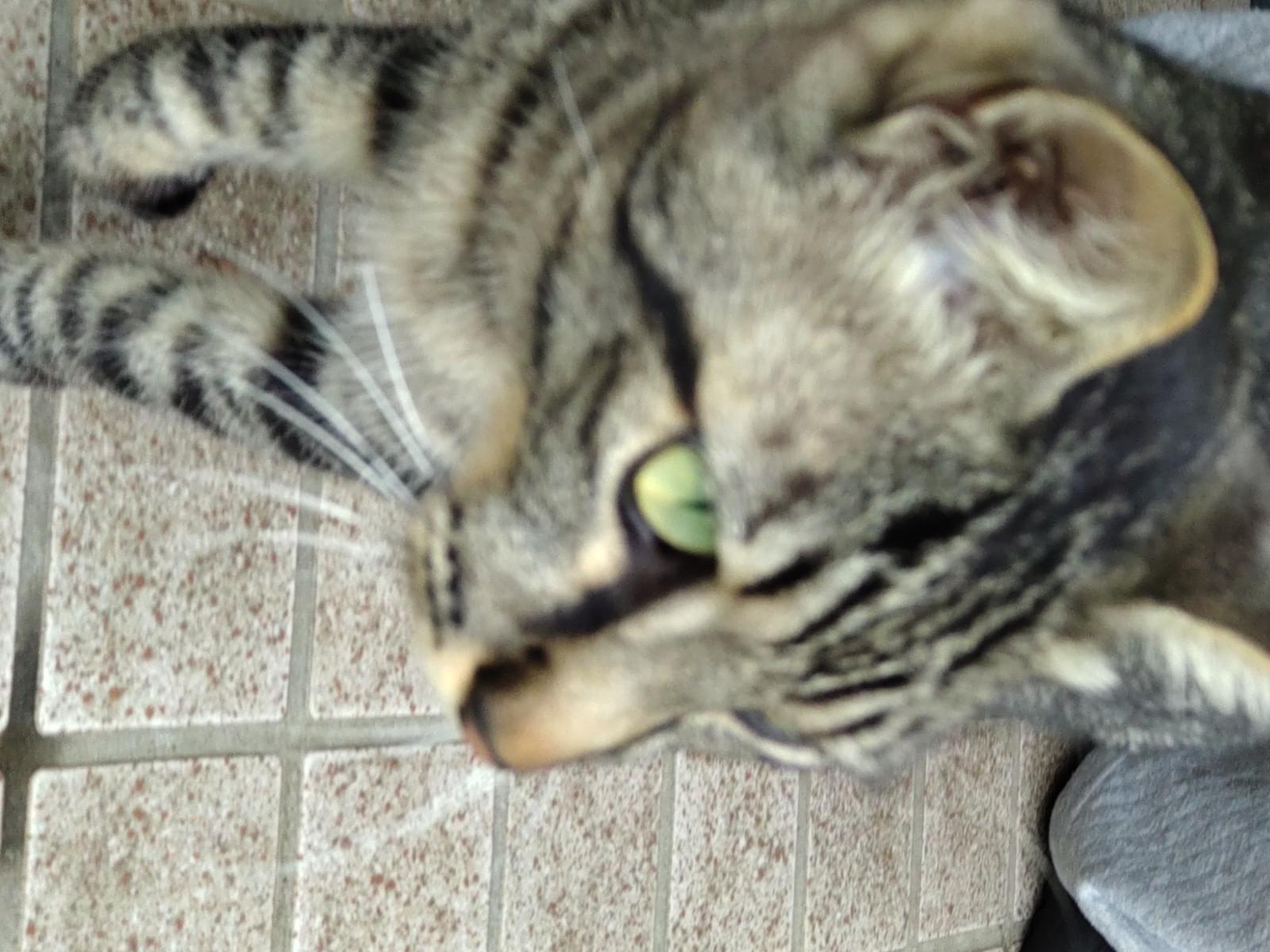 目撃された猫 目撃された猫