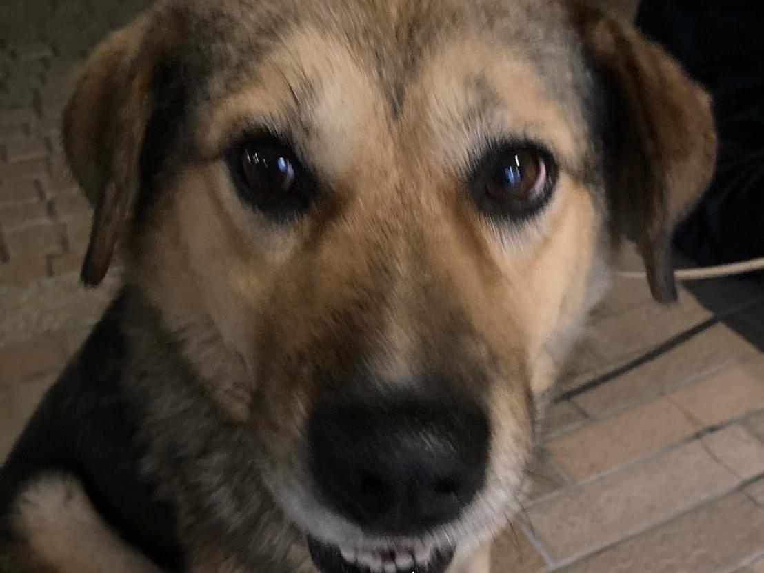 保護された犬 保護された犬