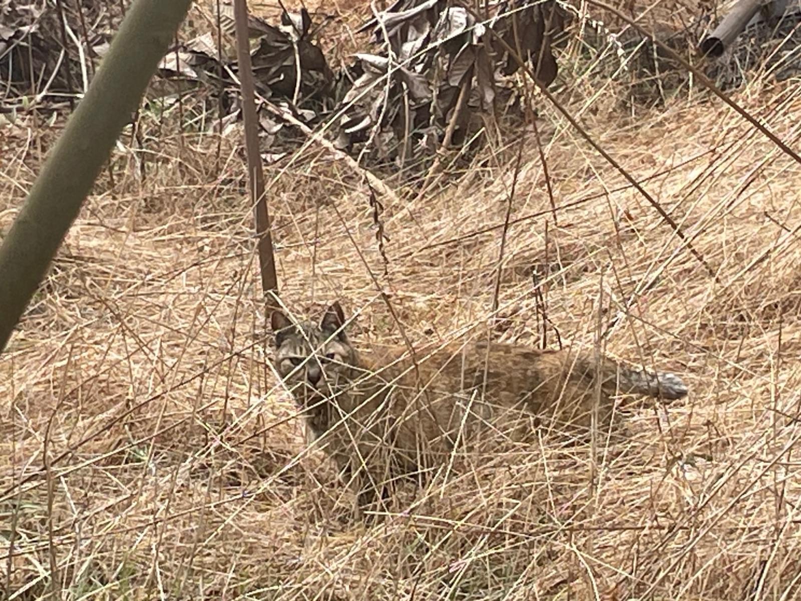 目撃された猫 目撃された猫