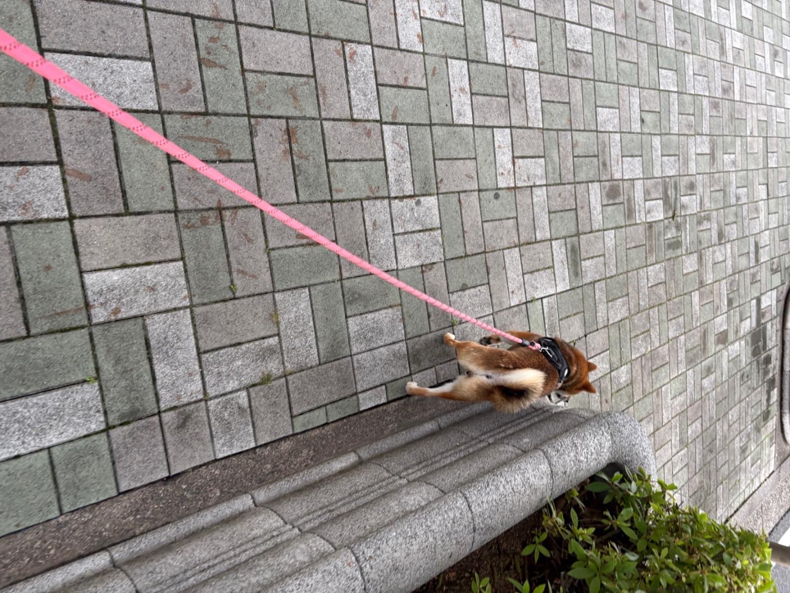 マメちゃん