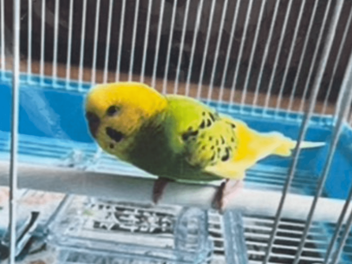 保護された鳥 保護された鳥