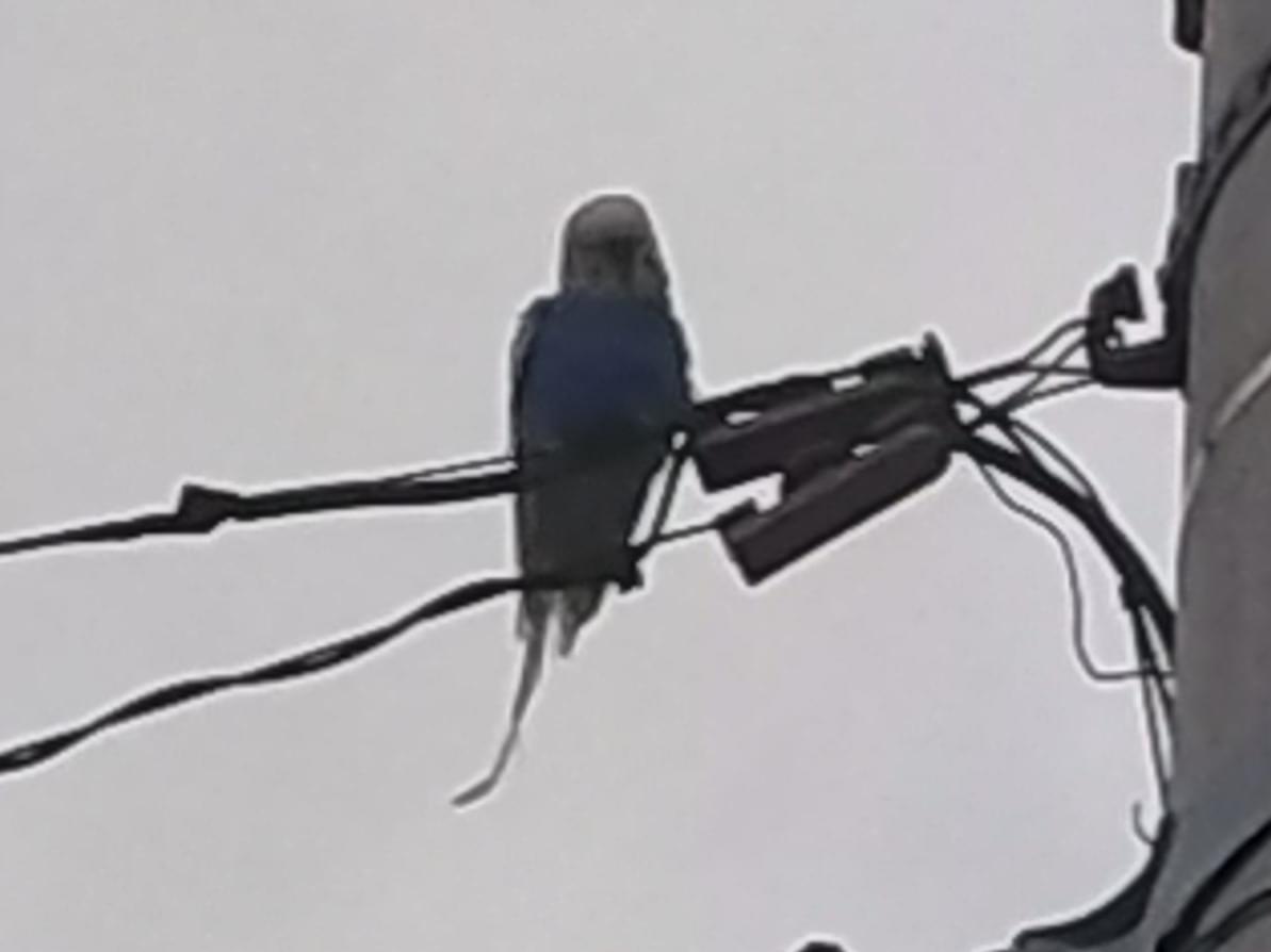 目撃された鳥 目撃された鳥