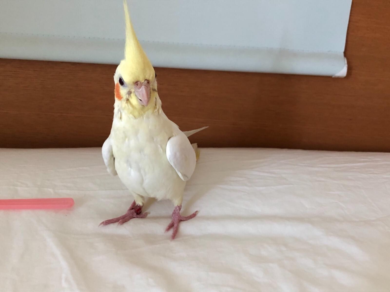 ポポちゃん ポポちゃん