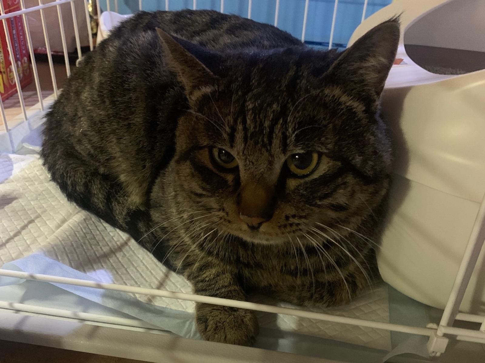 保護された猫 保護された猫