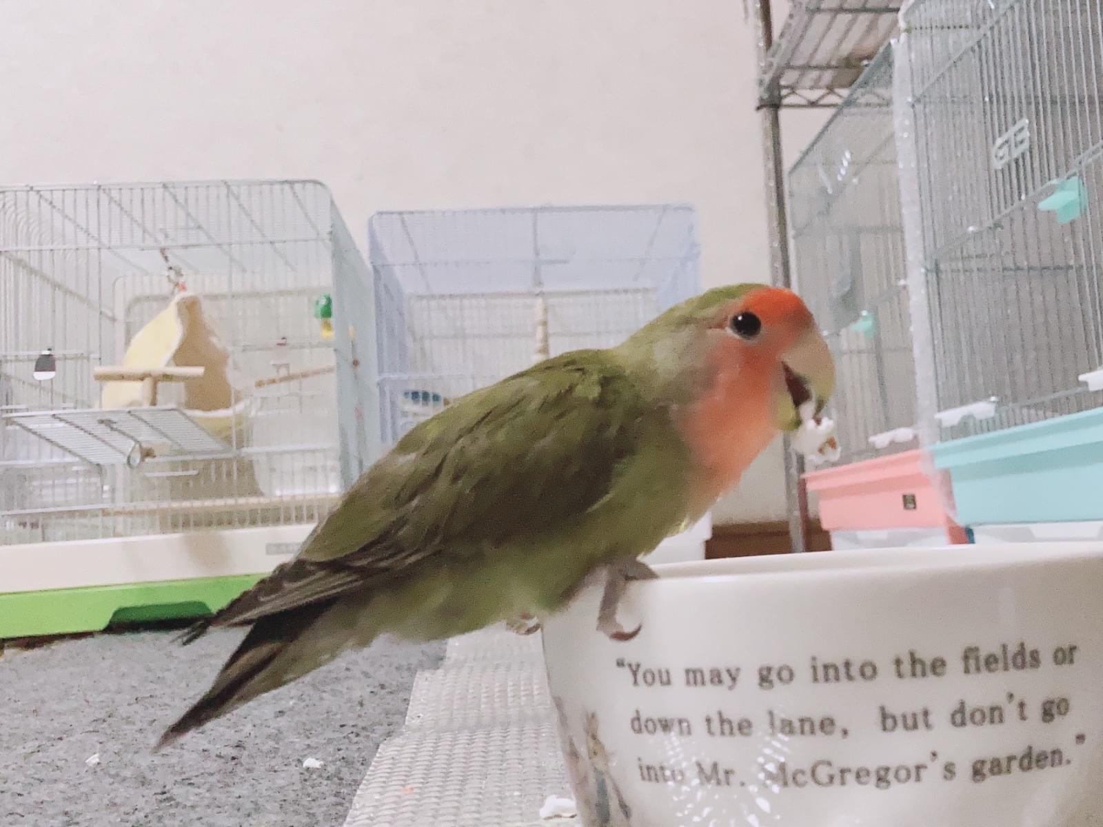 ななちゃん ななちゃん