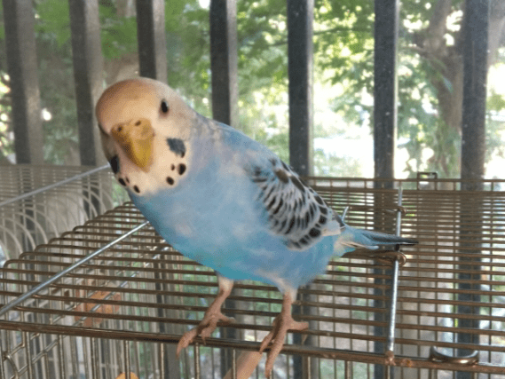 保護された鳥 保護された鳥