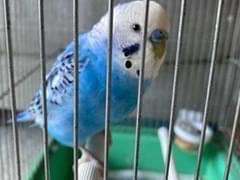 ぴーちゃん ぴーちゃん