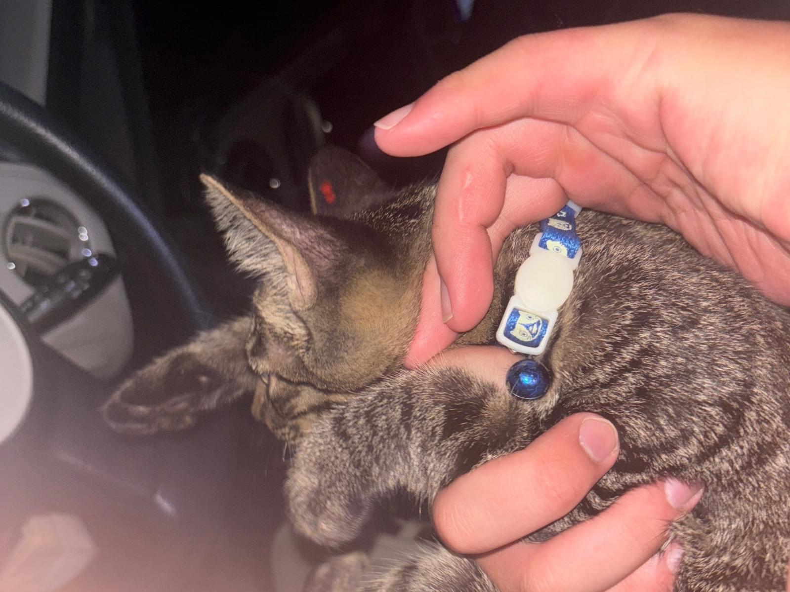 保護された猫 保護された猫