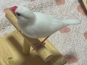 白文鳥探してます