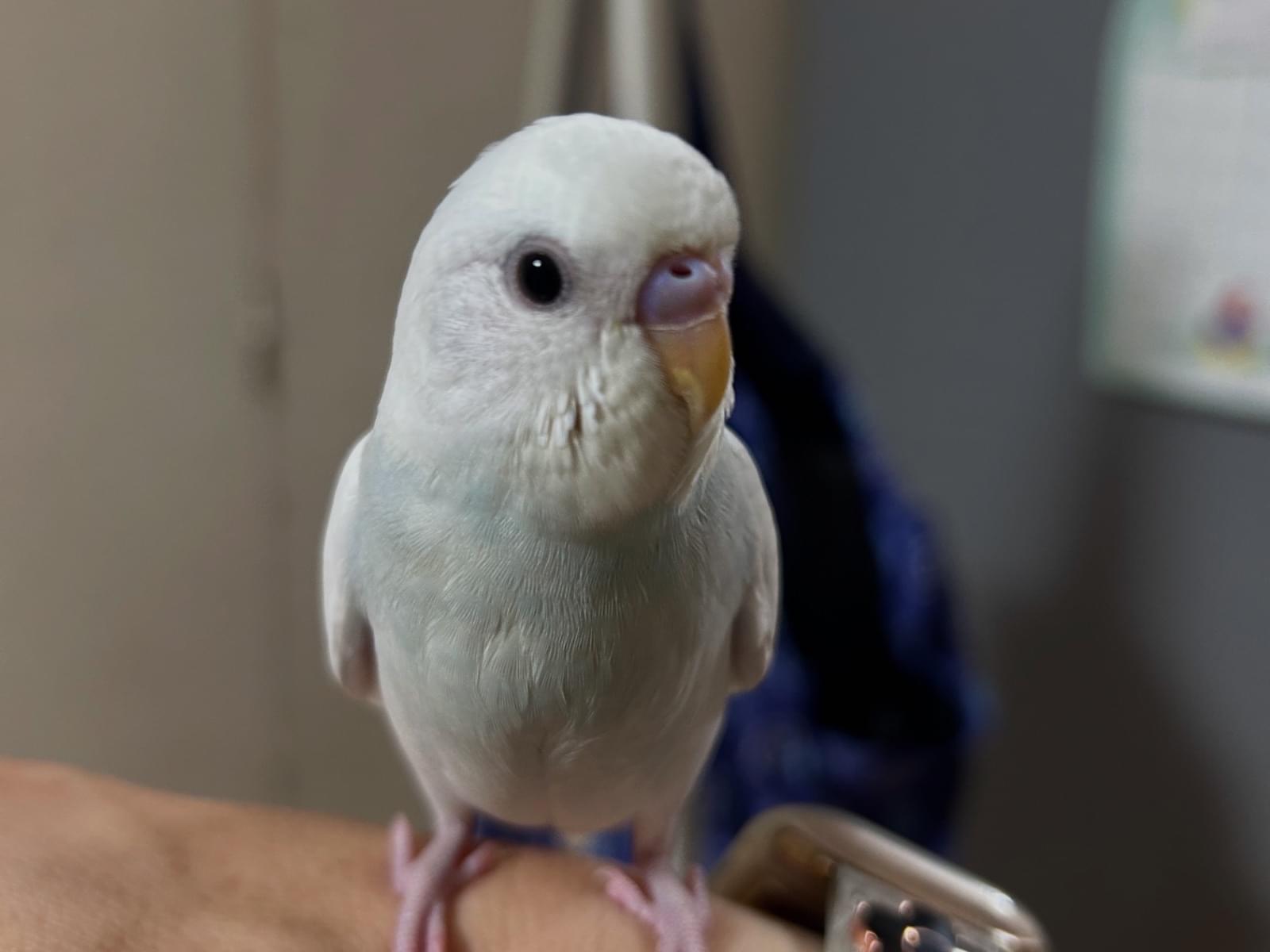 ましろちゃん ましろちゃん