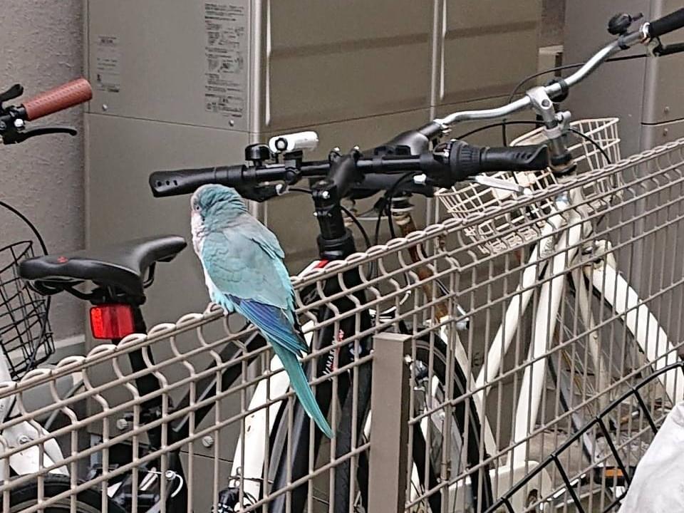 目撃された鳥 目撃された鳥