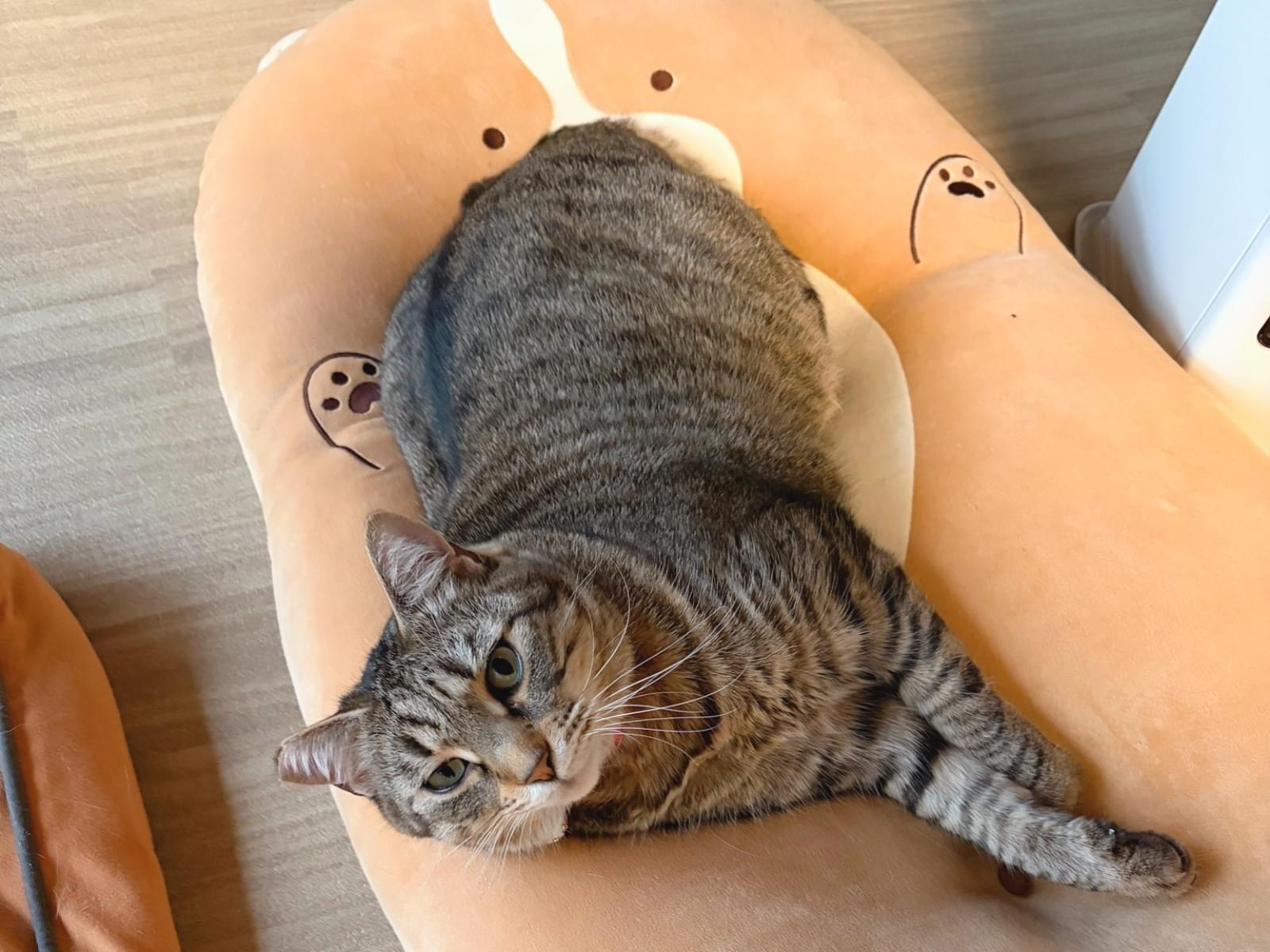 おはぎちゃん おはぎちゃん