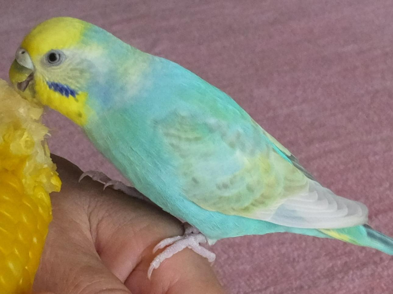 ラムネちゃん ラムネちゃん