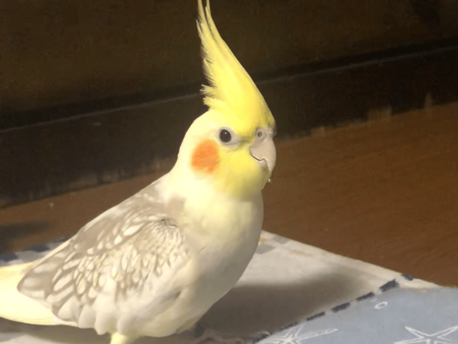 ココちゃん ココちゃん
