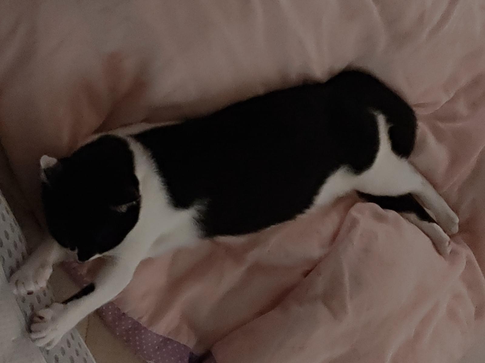 まめこちゃん まめこちゃん