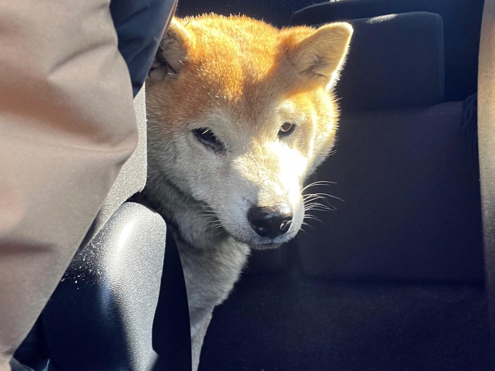 保護された犬 保護された犬
