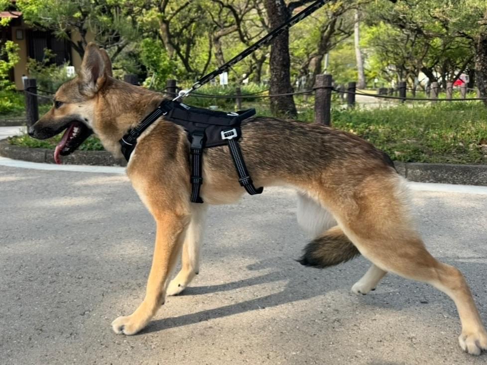 こむぎちゃん こむぎちゃん