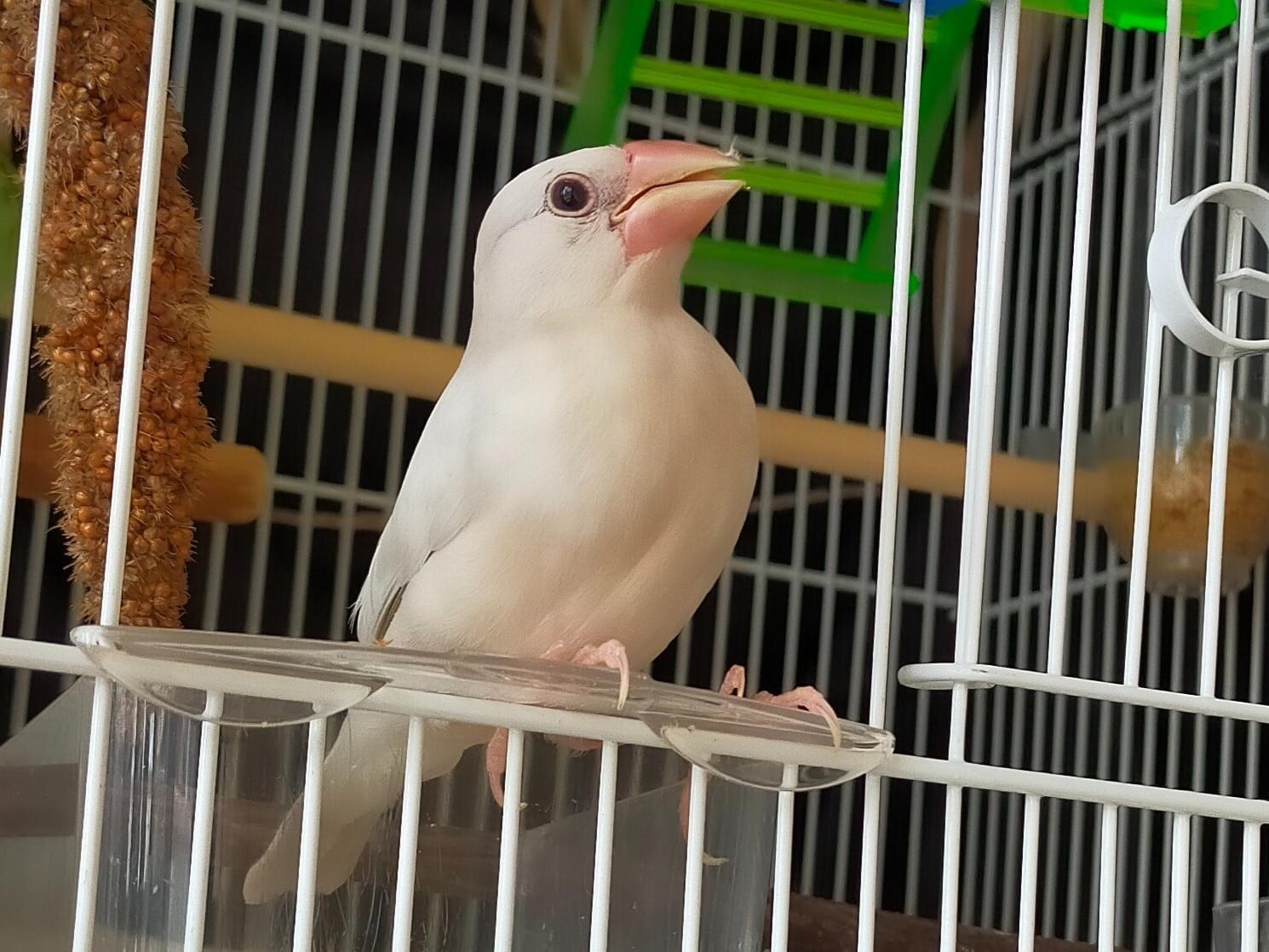かぬれちゃん かぬれちゃん