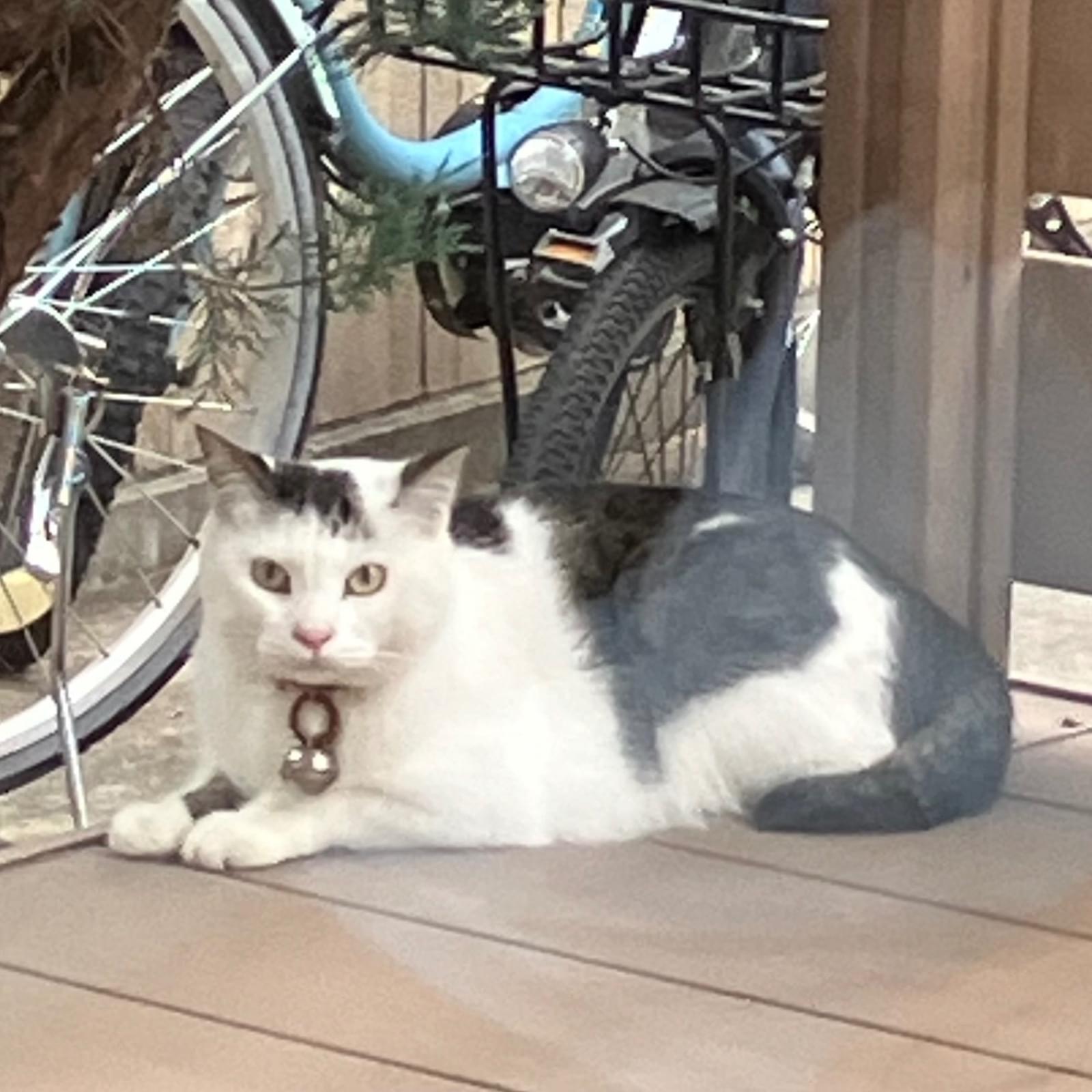 ぶち模様の白猫ちゃんです。首に鈴をつけています。